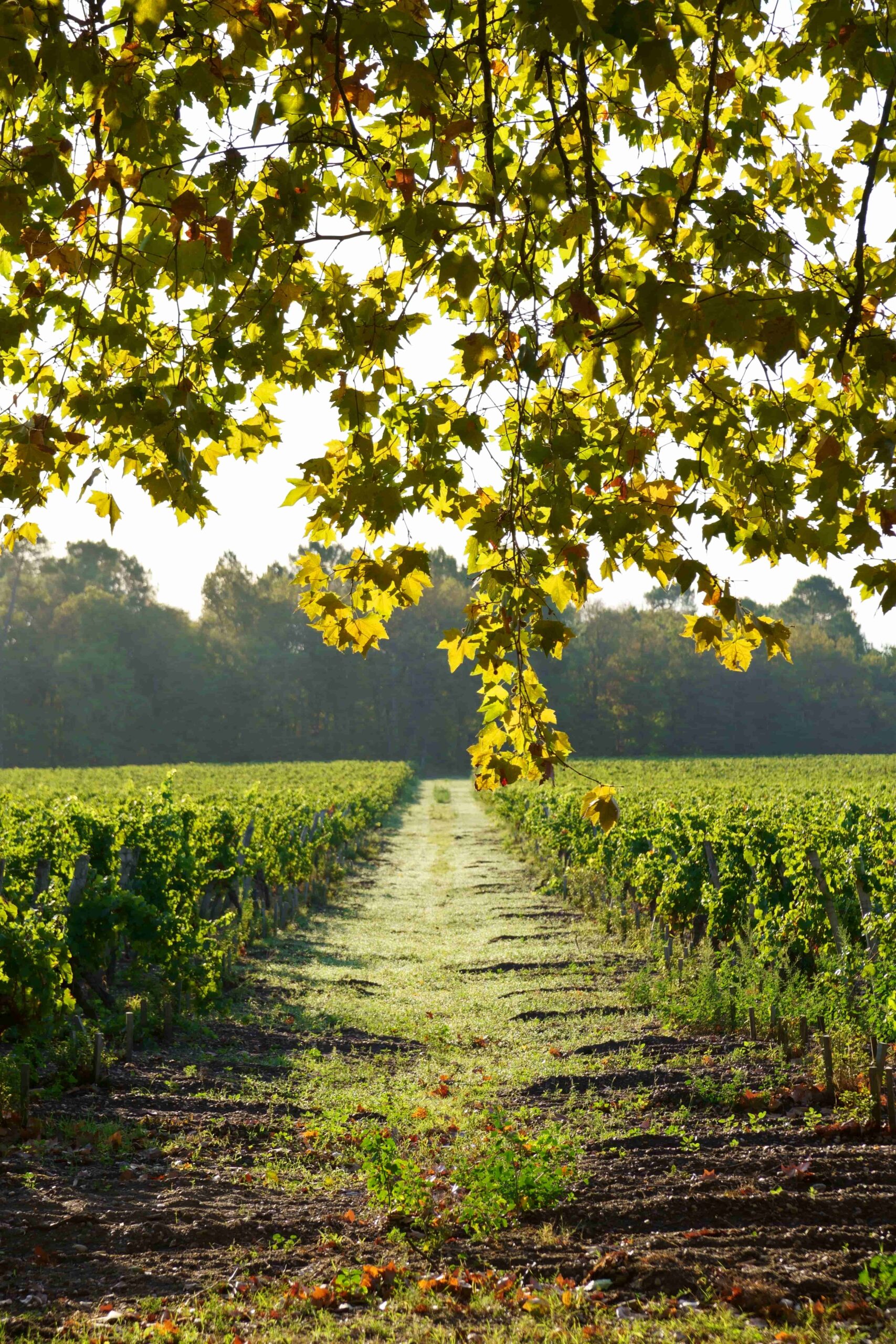 Allées de vignes du château Tourteau Chollet et environnement